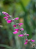 THE SALUTATION GARDEN, KENT: CLOSE UP PLANT PORTRAIT OF THE PINK FLOWERS OF SALVIA INVOLUCRATA BETHELLII, AGM, SAGE, FRAGRANT, SCENTED, BLOOMS, SUMMER
