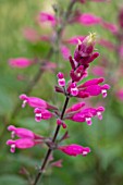 THE SALUTATION GARDEN, KENT: CLOSE UP PLANT PORTRAIT OF THE PINK FLOWERS OF SALVIA INVOLUCRATA BETHELLII, AGM, SAGE, FRAGRANT, SCENTED, BLOOMS, SUMMER