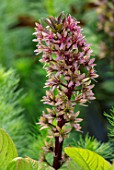THE SALUTATION GARDEN, KENT: CLOSE UP PLANT PORTRAIT OF THE RED, PINK FLOWERS OF EUCOMIS COMOSA SPARKLING BURGUNDY. BLOOMS, SUMMER, PINEAPPLE, LILY