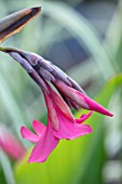 THE SALUTATION GARDEN, KENT: CLOSE UP PLANT PORTRAIT OF THE PINK FLOWERS OF CANNA IRIDIFLORA. BLOOMS, SUMMER
