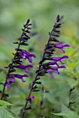 THE SALUTATION GARDEN, KENT: CLOSE UP PLANT PORTRAIT OF THE BLUE, PURPLE, DARK FLOWERS OF SALVIA AMISTAD. BLOOMS, SUMMER, LATE, SAGE, SCENTED, FRAGRANT