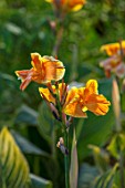 THE SALUTATION GARDEN, KENT: CLOSE UP PLANT PORTRAIT OF THE ORANGE FLOWERS OF CANNA BETHANY. BLOOMS, SUMMER, CANNA, BRIGHT, YELLOW, BRIGHT