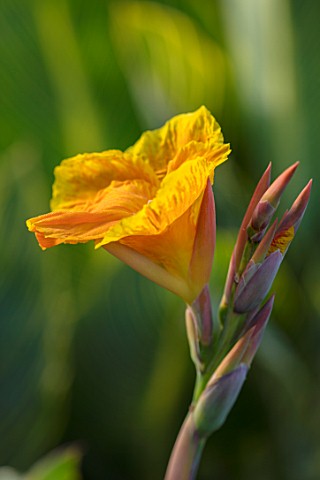 THE_SALUTATION_GARDEN_KENT_CLOSE_UP_PLANT_PORTRAIT_OF_THE_ORANGE_FLOWERS_OF_CANNA_BETHANY_BLOOMS_SUM