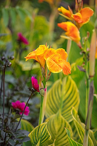 THE_SALUTATION_GARDEN_KENT_CLOSE_UP_PLANT_PORTRAIT_OF_THE_ORANGE_FLOWERS_OF_CANNA_BETHANY_BLOOMS_SUM