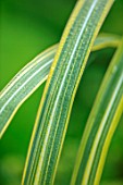 THE SALUTATION GARDEN, KENT: CLOSE UP PLANT PORTRAIT OF VARIEGATED GREEN, YELLOW, CREAM, WHITE LEAVES OF MISCANTHUS GIGANTEUS GUILT EDGE. FOLIAGE, GRASSES, LATE, SUMMER
