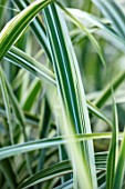 THE SALUTATION GARDEN, KENT: CLOSE UP PLANT PORTRAIT OF VARIEGATED GREEN, CREAM, WHITE LEAVES OF MISCANTHUS SINENSIS COSMOPOLITAN. FOLIAGE, GRASSES, LATE, SUMMER