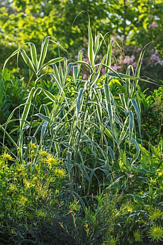 THE_SALUTATION_GARDEN_KENT_THE_VARIEGATED_GREEN_CREAM_WHITE_LEAVES_OF_ARUNDO_PEPPERMINT_STICK_FOLIAG