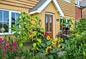 SWEETBRIAR, KENT: FRONT GARDEN. COTTAGE STYLE PLANTING - HELIANTHUS, SUNFLOWERS, COSMOS, CANNAS, POLYGONUM ORIENTALE. EXOTIC, TROPICAL, SUMMER, DOOR