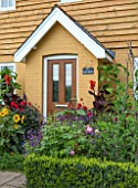 SWEETBRIAR, KENT: FRONT GARDEN. COTTAGE STYLE PLANTING - HELIANTHUS, SUNFLOWERS, CANNAS, POLYGONUM ORIENTALE. EXOTIC, TROPICAL, SUMMER, DOOR, BOX, HEDGE, HEDGING