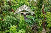 SWEETBRIAR, KENT: VIEW OVER BACK GARDEN WITH GREENHOUSE, LARGE LEAVED PLANTS. TROPICAL, JUNGLE, EXOTIC, SMALL, GREEN, LUSH, PLANTING