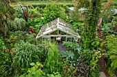 SWEETBRIAR, KENT: VIEW OVER BACK GARDEN WITH GREENHOUSE, LARGE LEAVED PLANTS. TROPICAL, JUNGLE, EXOTIC, SMALL, GREEN, LUSH, PLANTING