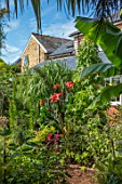 SWEETBRIAR, KENT: PATH PAST CANNA WHITHELM PRIDE, HOUSE, BANANA. TROPICAL, FOLIAGE, LEAVES, GARDEN, SUMMER