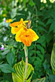 SWEETBRIAR, KENT: CLOSE UP PLANT PORTRAIT OF THE YELLOW, ORANGE FLOWER OF CANNA BETHANY. TROPICAL, EXOTIC, SUMMER