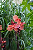 SWEETBRIAR, KENT: CLOSE UP PLANT PORTRAIT OF THE PINK, ORANGE FLOWER OF CANNA BETHANY. TROPICAL, EXOTIC, SUMMER, RHIZOMES, BULBS