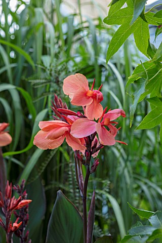 SWEETBRIAR_KENT_CLOSE_UP_PLANT_PORTRAIT_OF_THE_PINK_ORANGE_FLOWER_OF_CANNA_BETHANY_TROPICAL_EXOTIC_S