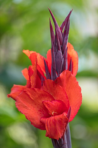 SWEETBRIAR_KENT_CLOSE_UP_PLANT_PORTRAIT_OF_THE_RED_ORANGE_FLOWER_OF_CANNA_RED_VELVET_TROPICAL_EXOTIC