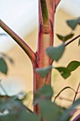 SWEETBRIAR, KENT: CLOSE UP PLANT PORTRAIT OF THE RED BARK, STEM, TRUNK OF EUCALYPTUS DEANEI.