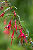 SWEETBRIAR, KENT: CLOSE UP PLANT PORTRAIT OF THE RED, FLOWERS OF FUCHSIA HATSCHBACHII. AGM, AUGUST, SUMMER, SHRUBS, PINK, PURPLE