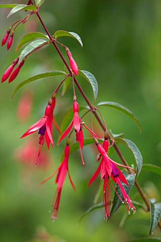 SWEETBRIAR_KENT_CLOSE_UP_PLANT_PORTRAIT_OF_THE_RED_FLOWERS_OF_FUCHSIA_HATSCHBACHII_AGM_AUGUST_SUMMER