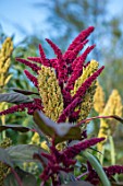 SWEETBRIAR, KENT: CLOSE UP PLANT PORTRAIT OF THE BROWN, GREEN FLOWERS OF SORGHUM BLACK AMBER AND RED AMARANTHUS CRUENTUS VELVET CURTAINS . DURRA. SEED, HEADS, SEEDHEADS, GRAINS