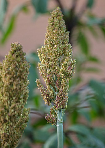 SWEETBRIAR_KENT_CLOSE_UP_PLANT_PORTRAIT_OF_THE_BROWN_GREEN_FLOWERS_OF_SORGHUM_BLACKAMBER_DURRA_SEED_