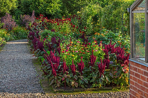 MORTON_HALL_GARDENS_WORCESTERSHIRE_KITCHEN_GARDEN_IN_LATE_SUMMER_BEDS_WITH_AMARANTHUS_ZINNIA_WALL_WA