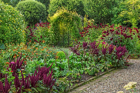 MORTON_HALL_GARDENS_WORCESTERSHIRE_KITCHEN_GARDEN_IN_LATE_SUMMER_BEDS_WITH_AMARANTHUS_WALL_WALLED_CO