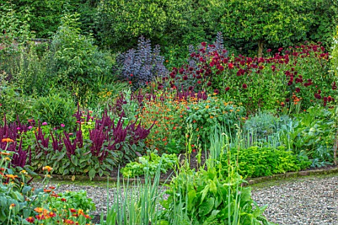 MORTON_HALL_GARDENS_WORCESTERSHIRE_KITCHEN_GARDEN_IN_LATE_SUMMER_BEDS_WITH_AMARANTHUS_TITHONIA_WALL_