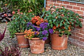 MORTON HALL, WORCESTERSHIRE: TERRACOTTA CONTAINERS BY GREENHOUSE - SALVIA EMBERS WISH, NEMESIA LYRIC ORNAGE, ARCTOTIS FLAME, HELITROPE, CANNA. POTS, FLOWERING, LATE, SUMMER