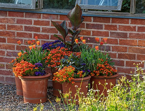MORTON_HALL_WORCESTERSHIRE_TERRACOTTA_CONTAINERS_BY_GREENHOUSE__SALVIA_EMBERS_WISH_NEMESIA_LYRIC_ORN