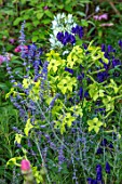 MORTON HALL, WORCESTERSHIRE: PLANT ASSOCIATION, COMBINATION: NICOTIANA LIME GREEN, PEROVSKIA BLUE SPIRE. SUMMER, LATE, FLOWERS, FLOWERING, ANNUALS, PERENNIALS