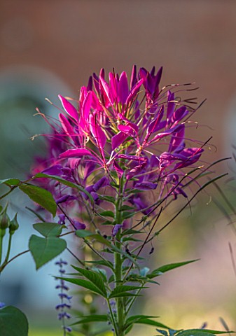 MORTON_HALL_WORCESTERSHIRE_CLOSE_UP_PLANT_PORTRAIT_OF_THE_PINK_PURPLE_FLOWERS_OF_CLEOME_SPINOSA_VIOL
