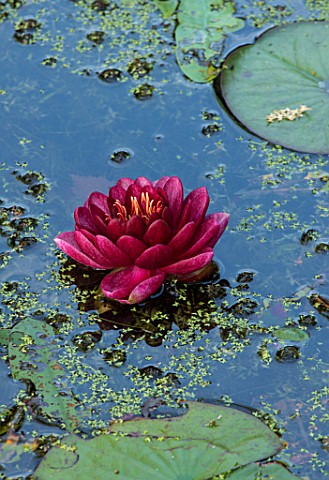 MORTON_HALL_WORCESTERSHIRE_CLOSE_UP_PLANT_PORTRAIT_OF_THE_DEEP_PINK_RED_FLOWER_OF_WATERLILY
