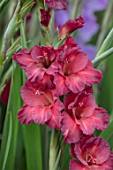 PARHAM, SUSSEX: CLOSE UP PLANT PORTRAIT OF THE DARK RED FLOWER OF GLADIOLUS BIMBO. FLOWERS, BULBS, BULBOUS, SUMMER. LATE, SEPTEMBER, GLADIOLI