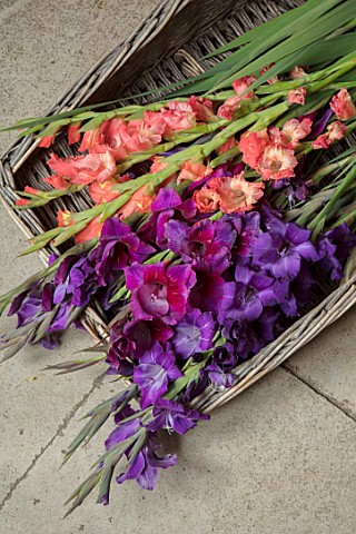 PARHAM_SUSSEX_TRUG_WITH_FRESHLY_PICKED_GLADIOLI_FROM_THE_CUTTING_GARDEN_FLOWERS_BLOOMS_LATE_SUMMER_G