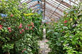 PARHAM, SUSSEX: THE GREENHOUSE, GLASSHOUSE, WITH FUCHSIAS AND CROTALARIA LABURNIFOLIA, LATE, SUMMER, GLASS, HOUSE, CONSERVATORY