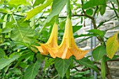 PARHAM, SUSSEX: CLOSE UP PLANT PORTRAIT OF THE YELLOW, ORANGE FLOWERS OF BRUGMANSIA SP. BRUGMANSIA, ANGELS FISHING ROD. SHRUBS, GLASSHOUSE, GLASS, HOUSE, CONSERVATORY