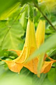 PARHAM, SUSSEX: CLOSE UP PLANT PORTRAIT OF THE YELLOW, ORANGE FLOWERS OF BRUGMANSIA SP. BRUGMANSIA, ANGELS FISHING ROD. SHRUBS, GLASSHOUSE, GLASS, HOUSE, CONSERVATORY