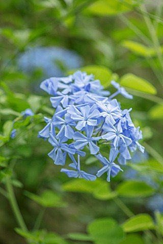 PARHAM_SUSSEX_CLOSE_UP_PLANT_PORTRAIT_OF_THE_LIGHT_PALE_BLUE_FLOWER_OF_PLUMBAGO_AURICULATA_CRYSTAL_W