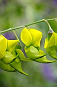 PARHAM, SUSSEX: CLOSE UP PLANT PORTRAIT OF THE YELLOW, LIME, GREEN FLOWER OF CROTALARIA LABURNIFOLIA. AUTUMNAL, SHRUBS, EVERGREENS, GLASSHOUSE, GLASS, HOUSE, CONSERVATORY