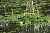 MORTON HALL, WORCESTERSHIRE: THE STROLL GARDEN. REFLECTIONS OF BIRCHES AND WATERLILIES IN POND. SUMMER, REFLECTED, WATER, LILIES