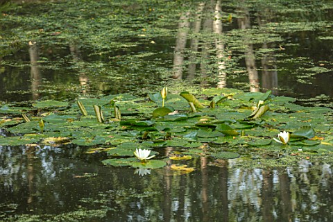 MORTON_HALL_WORCESTERSHIRE_THE_STROLL_GARDEN_REFLECTIONS_OF_BIRCHES_AND_WATERLILIES_IN_POND_SUMMER_R