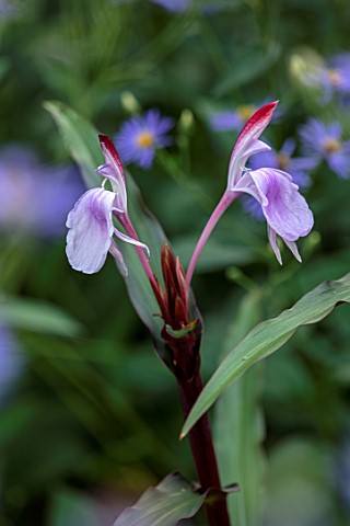 MORTON_HALL_WORCESTERSHIRE_CLOSE_UP_PLANT_PORTRAIT_OF_THE_RED_PURPLE_PINK__BLUE_FLOWERS_OF_ROSCOEA_P