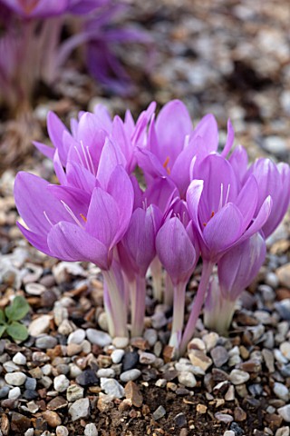 CLOSE_UP_PLANT_PORTRAIT_OF_THE_FLOWER_OF_THE_PINK_PURPLE_FLOWER_OF_COLCHICUM_POSEIDON_FLOWERING_BULB