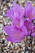 CLOSE UP PLANT PORTRAIT OF THE FLOWER OF THE PINK, PURPLE FLOWER OF COLCHICUM POSEIDON. FLOWERING, BULBS, BULBOUS, AUTUMNAL, LATE, SPETEMBER, SUMMER