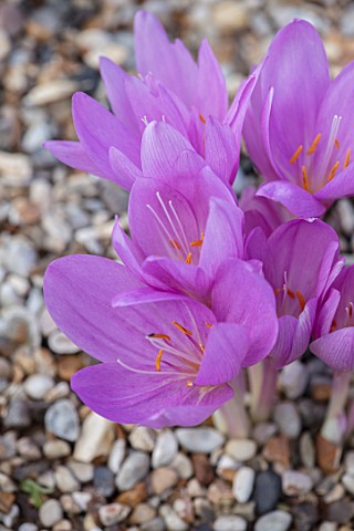CLOSE_UP_PLANT_PORTRAIT_OF_THE_FLOWER_OF_THE_PINK_PURPLE_FLOWER_OF_COLCHICUM_POSEIDON_FLOWERING_BULB