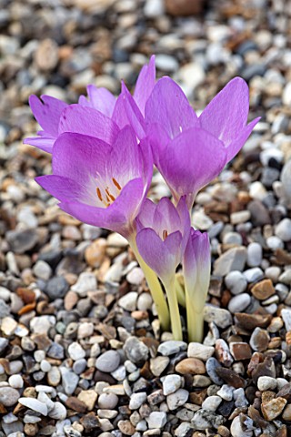 CLOSE_UP_PLANT_PORTRAIT_OF_THE_FLOWER_OF_THE_PINK_PURPLE_FLOWER_OF_COLCHICUM_ROSY_DAWN_FLOWERING_BUL