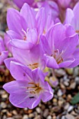 CLOSE UP PLANT PORTRAIT OF THE FLOWER OF THE PINK, PURPLE FLOWER OF COLCHICUM WILLIAM DYKES. FLOWERING, BULBS, BULBOUS, AUTUMNAL, LATE, SPETEMBER, SUMMER