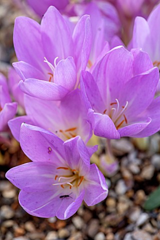 CLOSE_UP_PLANT_PORTRAIT_OF_THE_FLOWER_OF_THE_PINK_PURPLE_FLOWER_OF_COLCHICUM_WILLIAM_DYKES_FLOWERING
