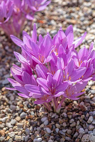 CLOSE_UP_PLANT_PORTRAIT_OF_THE_FLOWER_OF_THE_PINK_PURPLE_FLOWER_OF_COLCHICUM_AUTUMNALE_FLOWERING_BUL